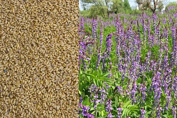 Сидерат Козлятник, 0,5 кг