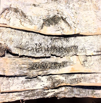 Береста в листах ( ~ 20 x 20 см), шт