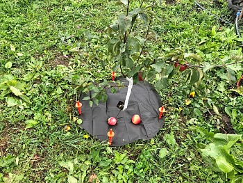 Агротекс Приствольный круг УФ, Ø 0,4 м, 10 шт/уп