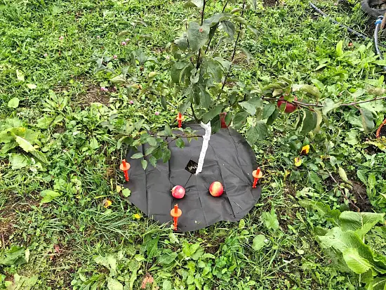 Агротекс Приствольный круг УФ, Ø 1,2 м, 5 шт/уп