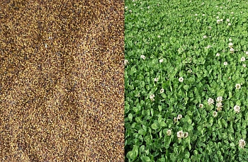 Сидерат Клевер белый-ползучий, 0,5 кг