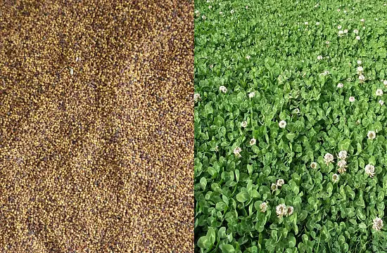 Сидерат Клевер белый-ползучий, 0,5 кг