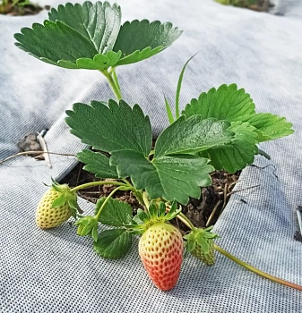 Агротекс двойная защита Бело-чёрный 80, 1,6*5 м, уп