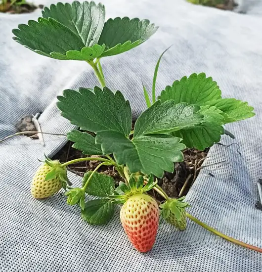 Агротекс двойная защита Бело-чёрный 80, 1,6*5 м, уп