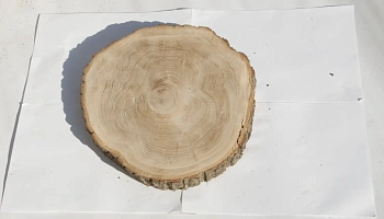 Спил дуб шлифовка СДШ1, (Ø 30-35см, h 3см), шт