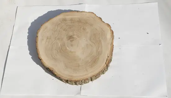 Спил дуб шлифовка СДШ1, (Ø 30-35см, h 3см), шт