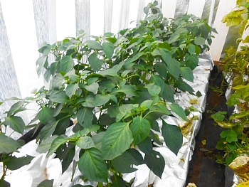 Агротекс Фольгированный укрывной материал 90, 1,6*5 м, уп