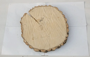Спил осина шлифовка СОсШ1, (Ø 35-40 см, h 3см), шт