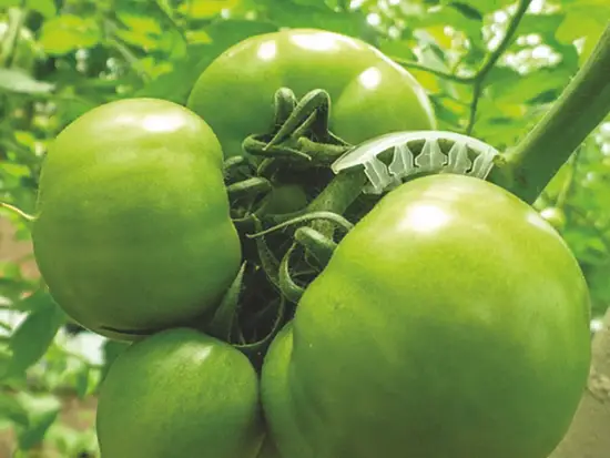 Кистедержатель для томатов "Улитка", 35 шт/уп