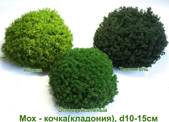 Мох - кочка 'кладония', Темная ель, Ø 10-15 см, шт