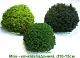 Мох - кочка 'кладония', Темная ель, Ø 10-15 см, шт