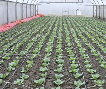 Агротекс двойная защита Красно-желтый 40, 3,0*100 м, рул