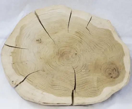 Спил дуб шлифовка СДШ2, (Ø 30-35см, h 3см), шт