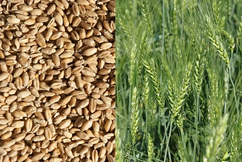 Сидерат Пшеница, 1,0 кг