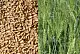 Сидерат Пшеница, 1,0 кг