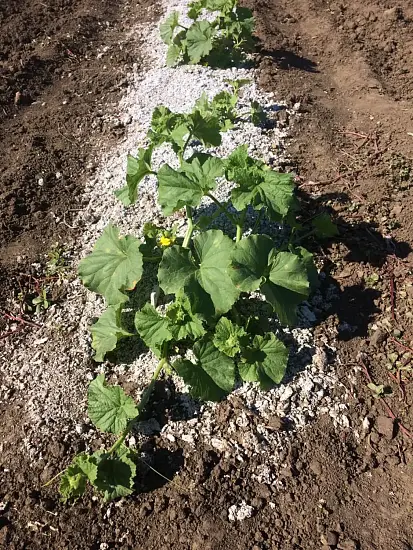 Мульча целлюлозная сухая (разнофракционная), 50 л, 20 кг 