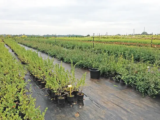 Агротекс Гео Черный  90 УФ, 0,8*12 м, уп