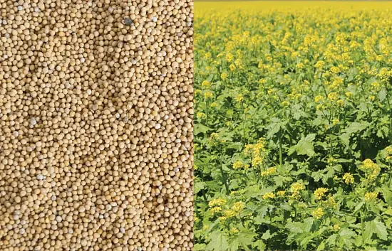 Сидерат Горчица, 0,5 кг