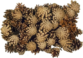 Шишка сосновая мелкая поштучно, шт