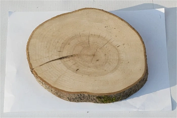 Спил черемуха шлифовка СЧШ1, (Ø 20-25 см, h 2-3см), шт