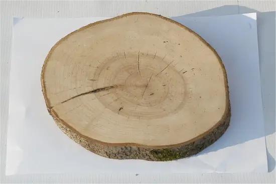 Спил черемуха шлифовка СЧШ1, (Ø 20-25 см, h 2-3см), шт