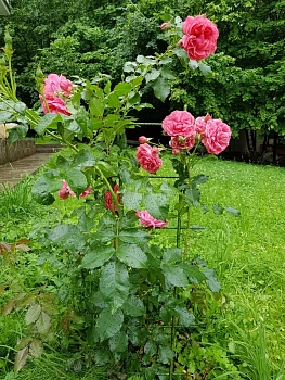 Шпалера для вьющихся, композитная, h 200 см, шт