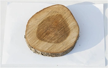 Спил черемуха шлифовка СЧШ1, (Ø 15-20 см, h 2-3см), шт