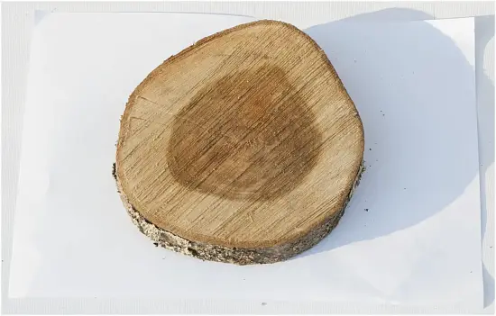 Спил черемуха шлифовка СЧШ1, (Ø 15-20 см, h 2-3см), шт