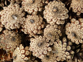 Шишка сосновая мелкая поштучно, шт