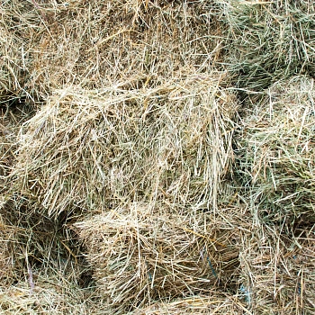 Сено луговое, тюк