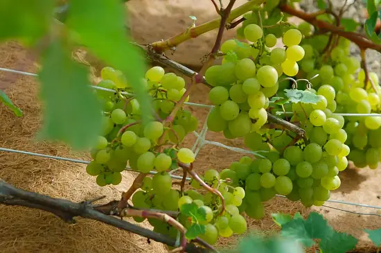 Nekura Укрытие кокосовое "Мульчаграм", 0,75 x 6 м, рул