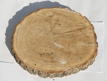 Спил дуб шлифовка СДШ1, (Ø 25-30см, h 3см), шт