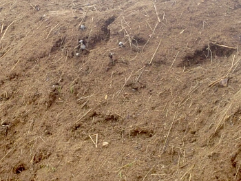 Навоз Конский Люкс, 60 л