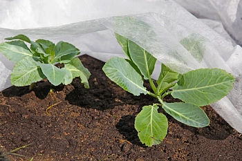 Агротекс Белый 30, 3,2*10 м, уп