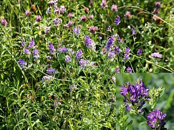 Сидерат Люцерна, 0,5 кг