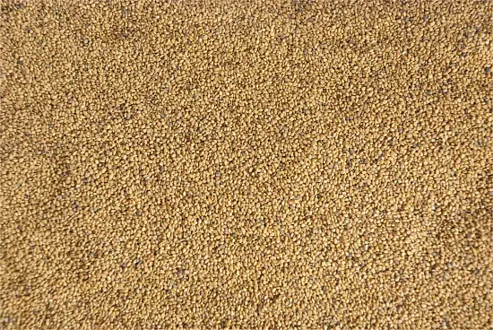 Сидерат Донник белый, 0,5 кг