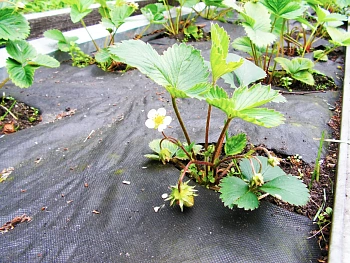 Агротекс Черный 60, 1,6*10 м, уп