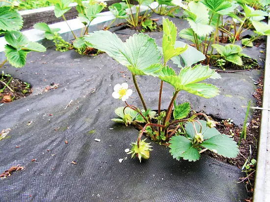 Агротекс Черный 60, 1,6*10 м, уп