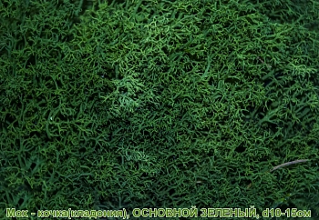 Мох - кочка 'кладония', Зеленый основной, Ø 10-15 см, шт