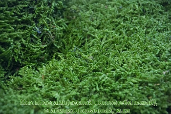 Мох пластами(лесной листостебельный), стабилизированный, м.кв 