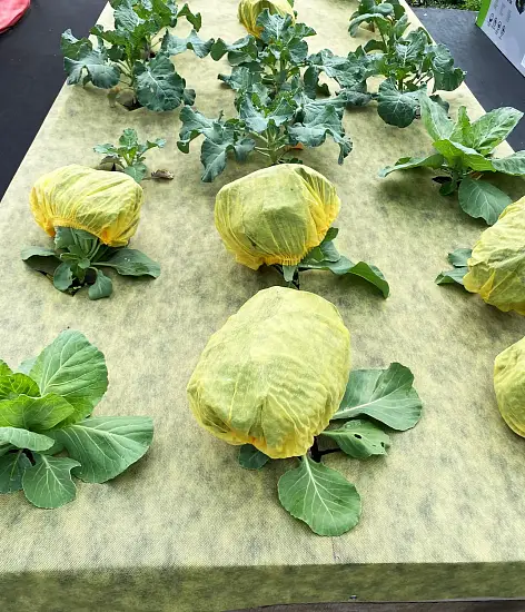 Агротекс двойная защита Желто-чёрный 80, 1,6*5 м, уп