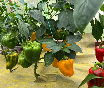 Агротекс двойная защита Желто-чёрный 80, 3,0*100 м, рул