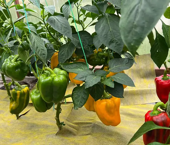 Агротекс двойная защита Желто-чёрный 80, 1,6*5 м, уп