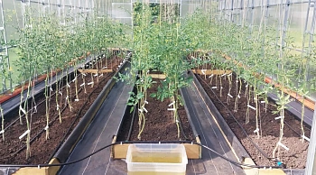 Агротекс Геоткань 150, Черный, 4,2*100 м, рул.