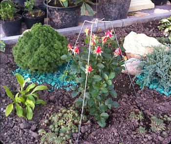 Укрытие для роз "Зимний домик" (каркас+чехол), h 0,75 м, уп