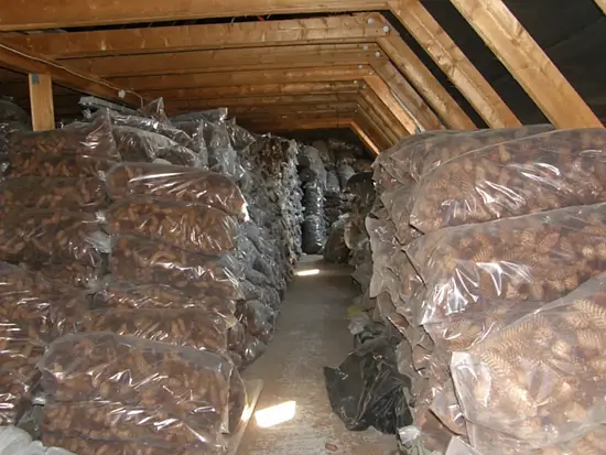 Шишки еловые (200-240 шт), 60 л