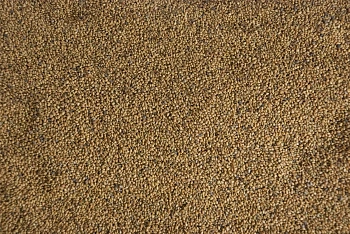 Сидерат Донник желтый, 0,5 кг