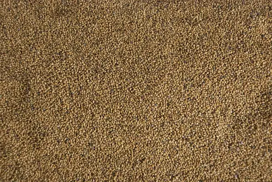 Сидерат Донник желтый, 0,5 кг