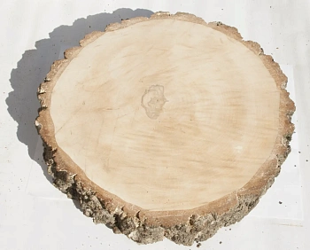 Спил береза шлифовка СБШ1, (Ø 50-60см, h 8-10см), шт