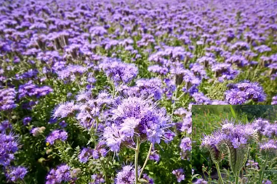 Сидерат Фацелия, 0,3 кг